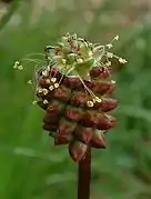 Détail de l'inflorescence.