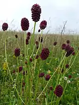 Sanguisorbe officinale, Kastelberg.