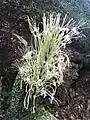 Inflorescence de sansevieria