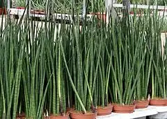 Description de l'image Sansevieria bacularis Gruppe pm.jpg.