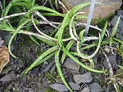 Sansevieria ballyi – Langue de belle-mère de Bally