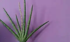 Description de l'image Sansevieria cylindrica flowers 1.jpg.