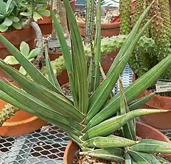 Description de l'image Sansevieria ehrenbergii 3.jpg.