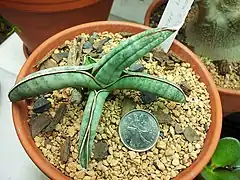 Description de l'image Sansevieria eilensis.jpg.