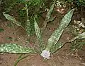 Sansevieria kirkii en fleur