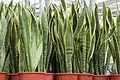 Sansevieria trifasciata 'Laurentii'