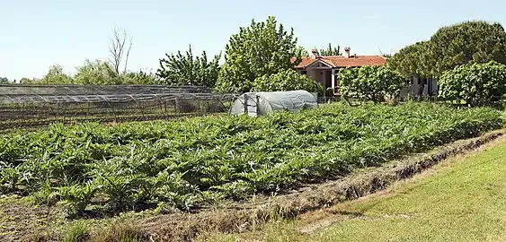 Plantation d’artichauts Via de le Motte