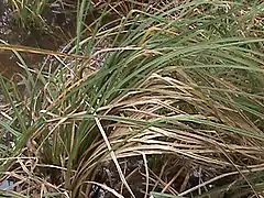 Description de l'image Santa Barbara sedge.jpg.