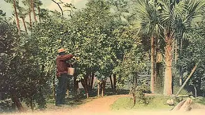 Orange Grove (vers 1905).