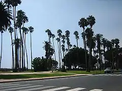 Palmiers à Santa Monica.