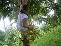 Récolte des Fruits