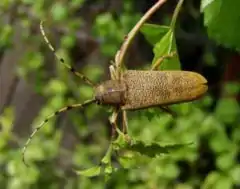 Saperda carcharias (Linnaeus, 1758)