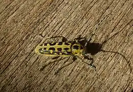 Saperda scalaris(Linnaeus, 1758)