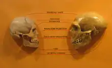  Comparaison d’un crâne d’homme de Neandertal (à droite) avec un crâne d'homme moderne (à gauche)