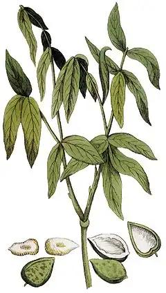 Planche de Sapindus saponeria réalisée par le botaniste Adolphus Ypey, publiée en 1813