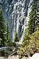 Sapins, Yosemite Falls Trail.