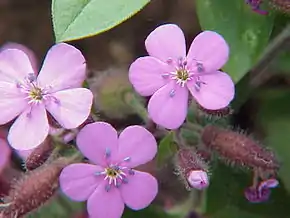 Saponaire de Montpellier ou Saponaire rose