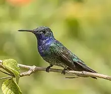 Un petit oiseau à la gorge violette et au plumage sombre irisé de vert et d'ocre