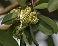 Feuille et fleurs (Kolkata, Bengale occidental, Inde)