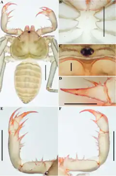 Description de l'image Sarax bispinosus (10.5852-ejt.2021.772.1505) Figure 137.png.