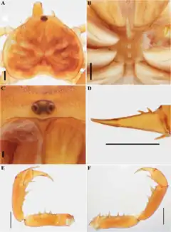 Description de l'image Sarax willeyi (10.5852-ejt.2021.772.1505) Figure 130.png.