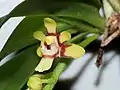 Sarcochilus hirticalcar