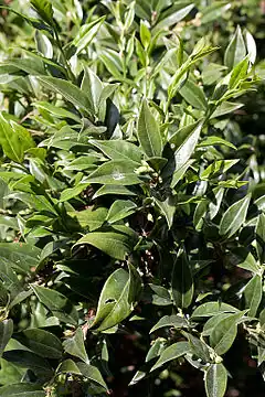 Description de l'image Sarcococca confusa - Feuillage.jpg.