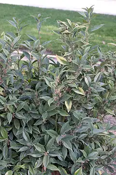 Description de l'image Sarcococca orientalis.jpg.