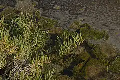 Description de l'image Sarcocornia fruticosa, Sète 01.jpg.