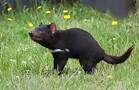 Diable de Tasmanie (Sarcophilus harrisii, Dasyuromorphia)