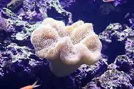 Le sarcophyton, sous sa forme de "champignon", est aussi colonie hébergeant de nombreux polypes.