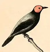 Sarcops calvus