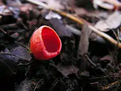 Sarcoscypha coccinea