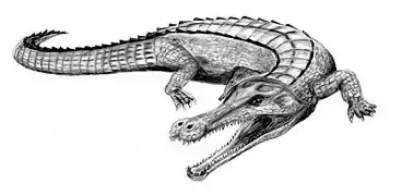 Sarcosuchus sp. (Tethysuchia) †