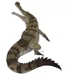 Reconstitution d'un Sarcosuchus.