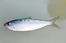 Sardinella gibbosa