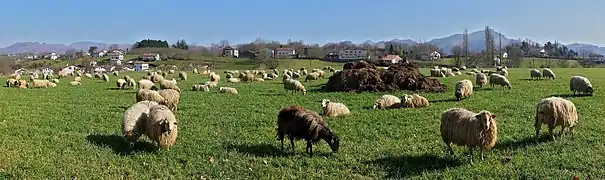 Photographie d'un troupeau de brebis.