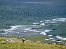 Photo d'un renne dans une vallée de Sarek, au loin, un delta.