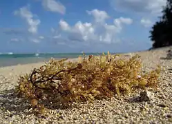 Une sargasse (Sargassum sp.) échouée sur la plage