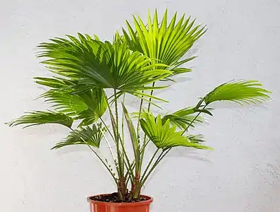 Saribus rotundifolius en pot (couramment presenté sous le nom de Livistona rotundifolia)