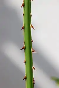 Épines sur les bords du pétiole d'un jeune plant de Saribus rotundifolius