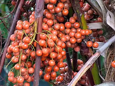 Saribus rotundifolius en développement de fruits