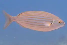 Saupe (Sarpa salpa)