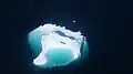 En été, de nombreux petits icebergs flottent librement dans le fjord