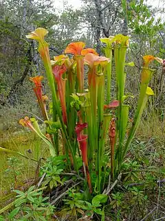 Description de l'image Sarracenia oreophila ne3.jpg.