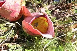 Sarracenia purpurea, Saint-Narcisse, Québec, Canada