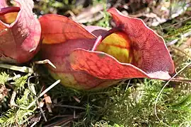 Sarracenia purpurea, Saint-Narcisse, Québec, Canada