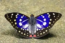 Photo couleur montrant un papillon.