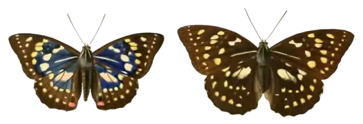 Papillon mâle (à gauche) et femelle (à droite).