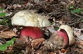 Deux bolets satans, l'un couché au pied de l'autre debout. Le pied trapu est rouge vif, le chapeau de couleur crème.